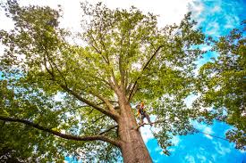 Lawn Pest Prevention in Mount Carmel, TN