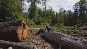 Best Tree and Shrub Care  in Mount Carmel, TN
