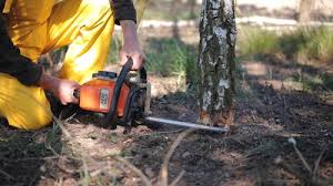 Best Seasonal Cleanup (Spring/Fall)  in Mount Carmel, TN