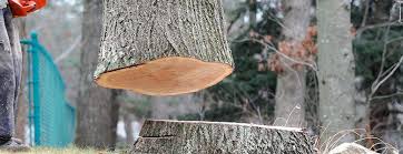 Best Tree Mulching  in Mount Carmel, TN