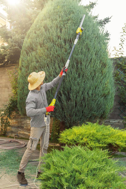 Best Stump Grinding and Removal  in Mount Carmel, TN